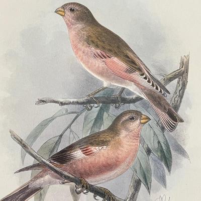 Vintage Pair Framed Mintern Bros. Imports Mongolian Desert & Siberian Rose Finch Art