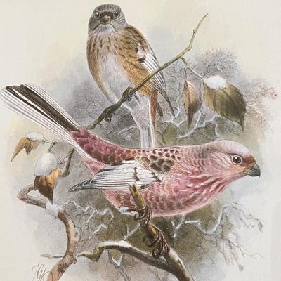 Vintage Pair Framed Mintern Bros. Imports Mongolian Desert & Siberian Rose Finch Art