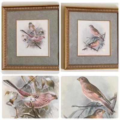 Vintage Pair Framed Mintern Bros. Imports Mongolian Desert & Siberian Rose Finch Art