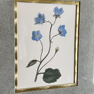 Professionally Framed Botanical Art Prints