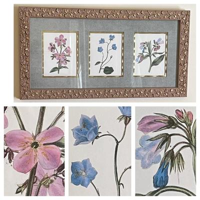 Professionally Framed Botanical Art Prints