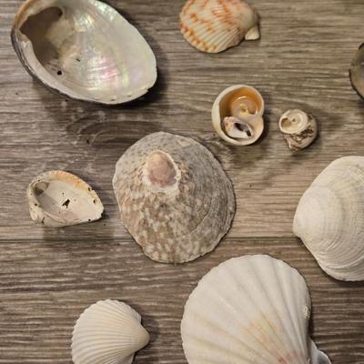 Shells Lot