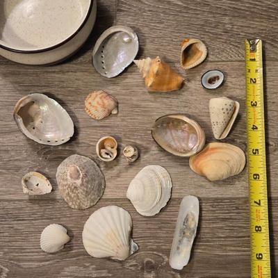 Shells Lot