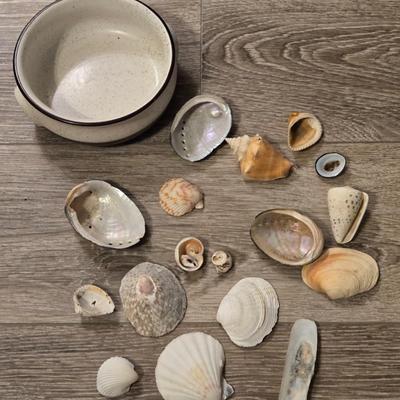 Shells Lot