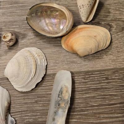 Shells Lot