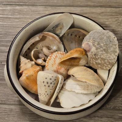 Shells Lot