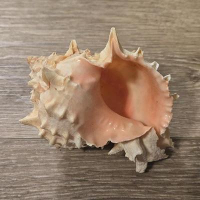 (2) Murex Ramosus Seashells