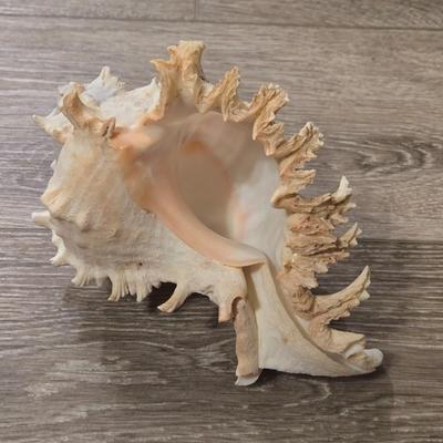 (2) Murex Ramosus Seashells