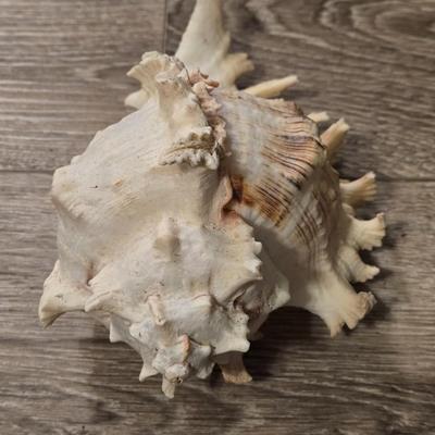 (2) Murex Ramosus Seashells