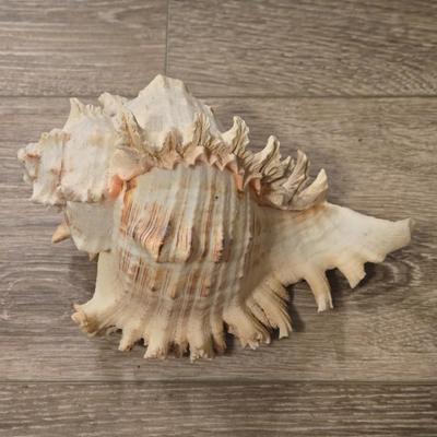 (2) Murex Ramosus Seashells
