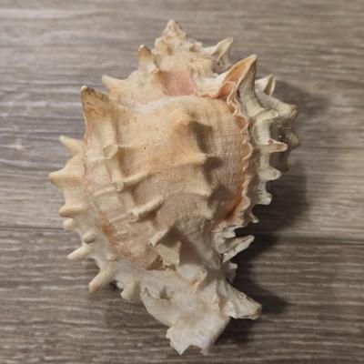 (2) Murex Ramosus Seashells