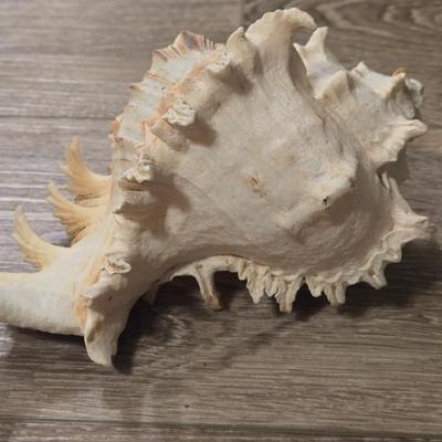 (2) Murex Ramosus Seashells