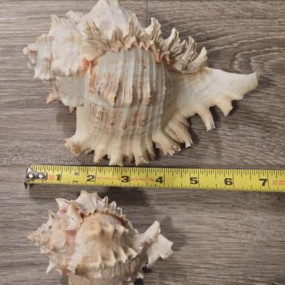 (2) Murex Ramosus Seashells