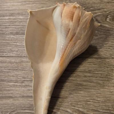 (2) Seashells