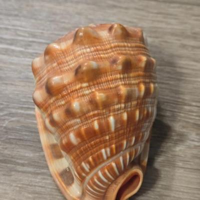 (2) Seashells