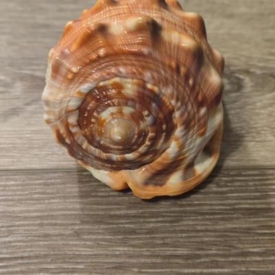 (2) Seashells