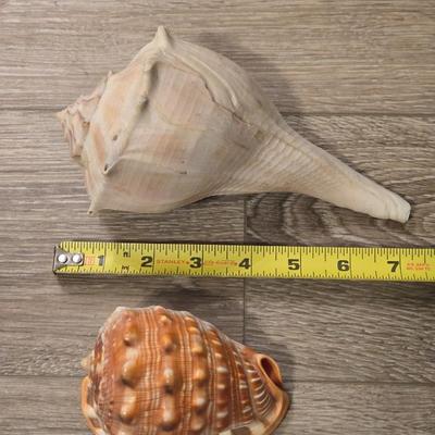 (2) Seashells