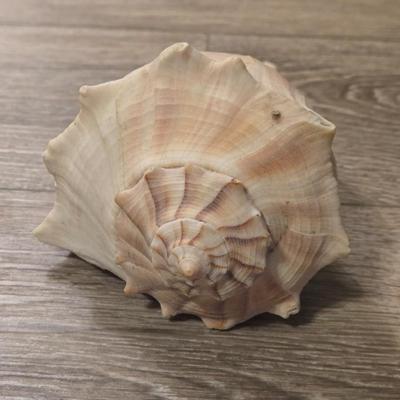 (2) Seashells