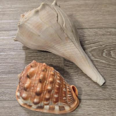 (2) Seashells