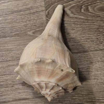(2) Seashells