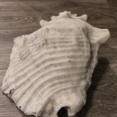 Large Conch Seashell