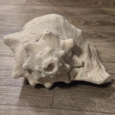 Large Conch Seashell