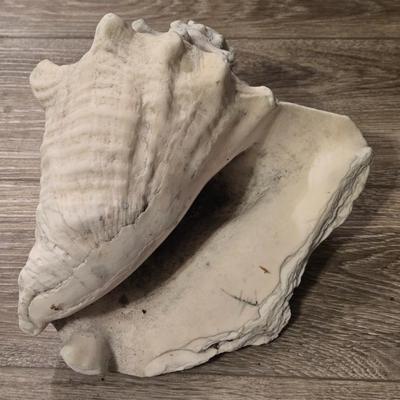 Large Conch Seashell