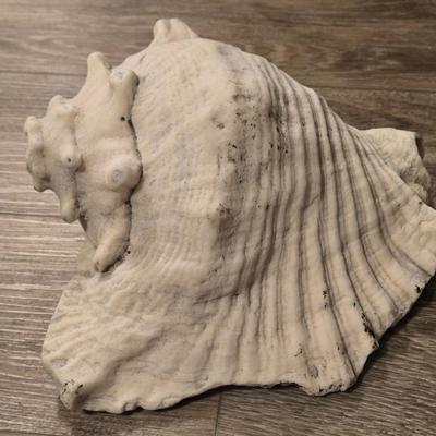 Large Conch Seashell