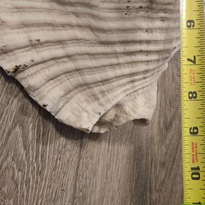 Large Conch Seashell