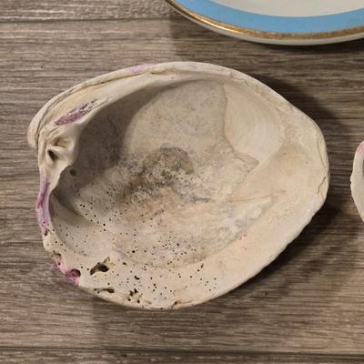 Shell Soapdish and 2 Shells