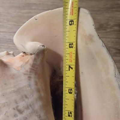 Large Conch Seashell
