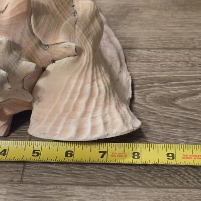 Large Conch Seashell