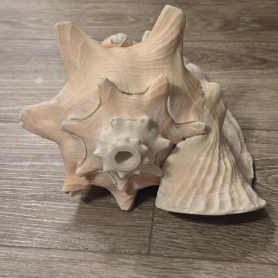Large Conch Seashell