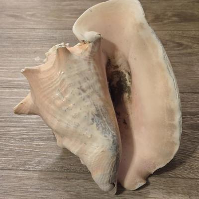 Large Conch Seashell