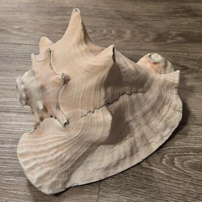 Large Conch Seashell