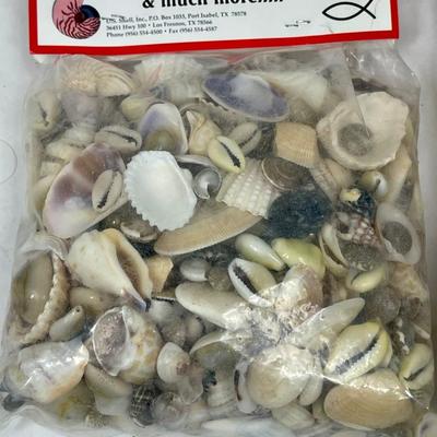 Lot of (4) 1 pound bags of mixed shells - for Lamps, Jars, Candles, Terrariums, Landscaping, and more