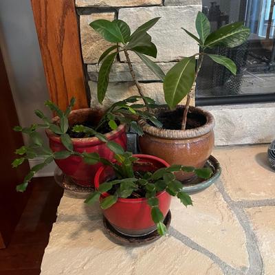 Trio of Ceramic Plant Pots & Plants (LR-MG)