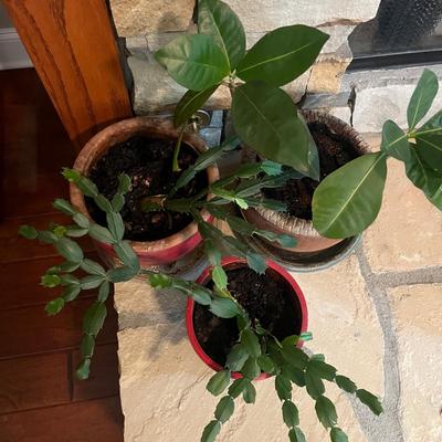 Trio of Ceramic Plant Pots & Plants (LR-MG)