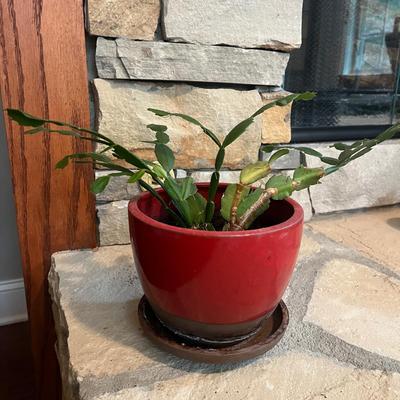 Trio of Ceramic Plant Pots & Plants (LR-MG)