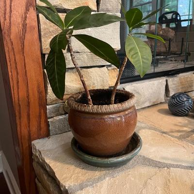 Trio of Ceramic Plant Pots & Plants (LR-MG)