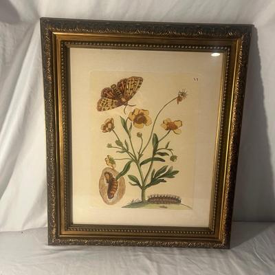 Two Floral Prints w/Uttermost Wood Frames (G-MG)
