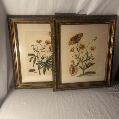 Two Floral Prints w/Uttermost Wood Frames (G-MG)