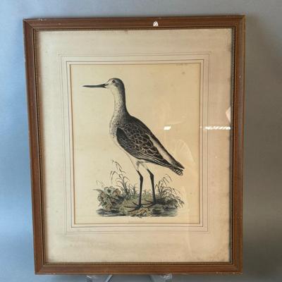 1420 Framed Greenshank Bird Lithograph