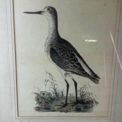 1420 Framed Greenshank Bird Lithograph