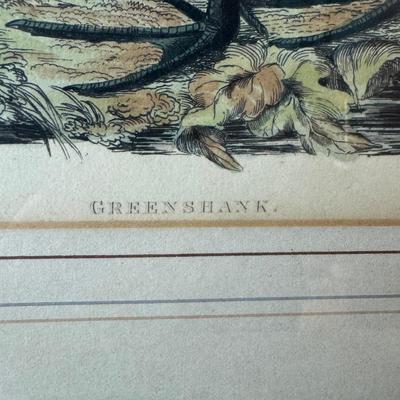 1420 Framed Greenshank Bird Lithograph