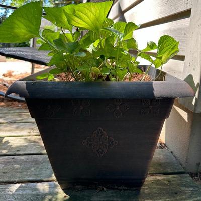 Planters Lot