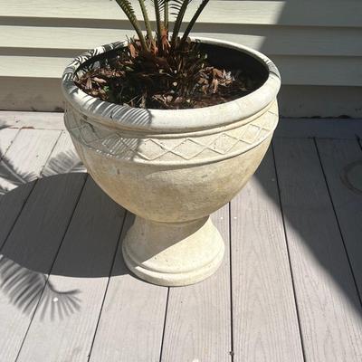 Planters With Sago Palm Trees ~ *Read Details