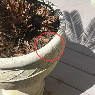 Planters With Sago Palm Trees ~ *Read Details