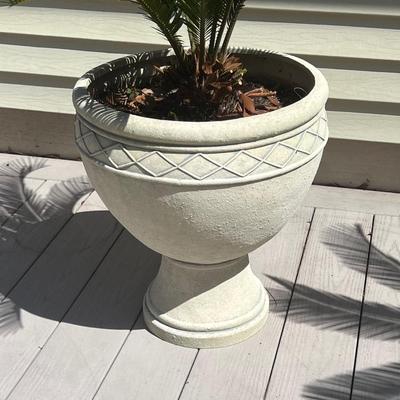 Planters With Sago Palm Trees ~ *Read Details