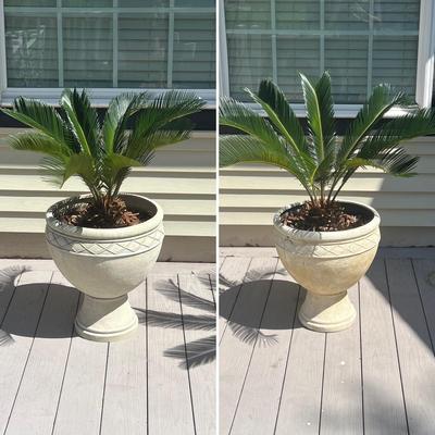 Planters With Sago Palm Trees ~ *Read Details